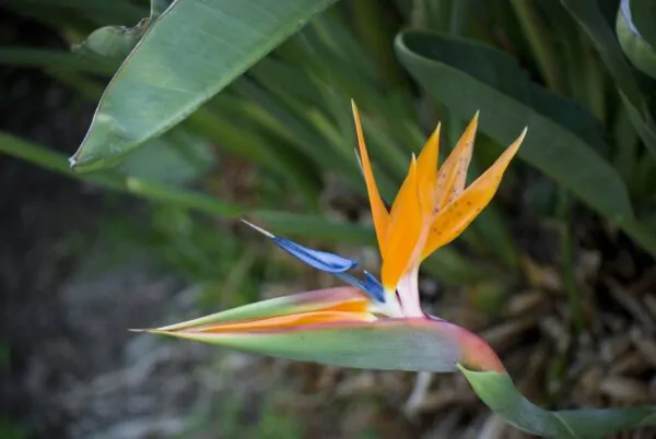 Strelitzia reginae - Orange Bird of Paradise, Crane Flower, Bird of Paradise, Isigude - Image 4