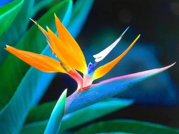 Strelitzia reginae - Orange Bird of Paradise, Crane Flower, Bird of Paradise, Isigude - Image 5