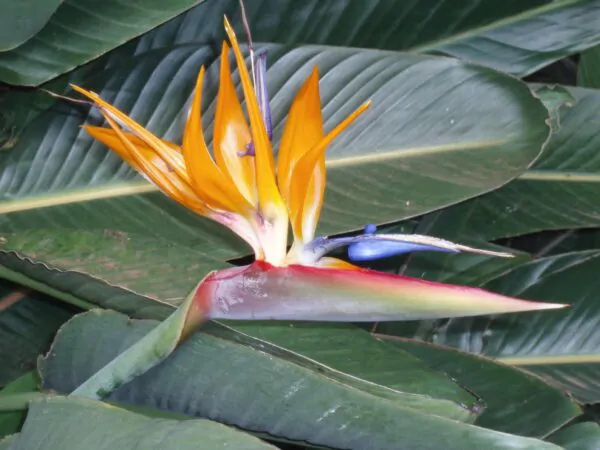 Strelitzia reginae - Orange Bird of Paradise, Crane Flower, Bird of Paradise, Isigude - Image 6