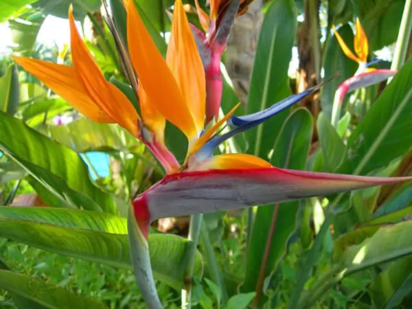 Strelitzia reginae - Orange Bird of Paradise, Crane Flower, Bird of Paradise, Isigude - Image 8