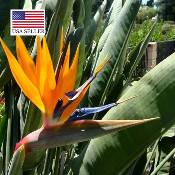 Strelitzia reginae - Orange Bird of Paradise, Crane Flower, Bird of Paradise, Isigude - Image 9