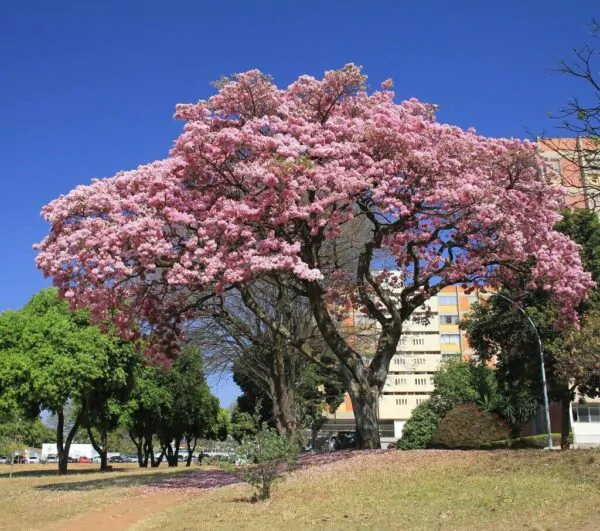 Tabebuia rosea - Pink Trumpet Tree