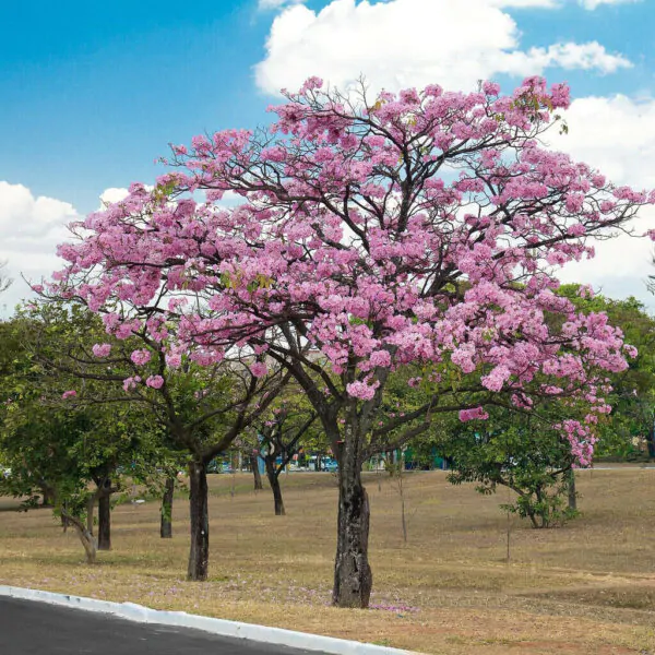 Tabebuia rosea - Pink Trumpet Tree - Image 2