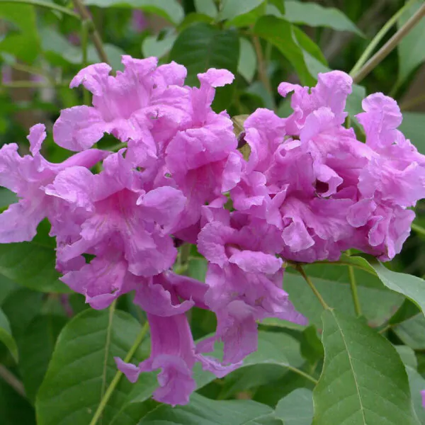 Tabebuia rosea - Pink Trumpet Tree - Image 3