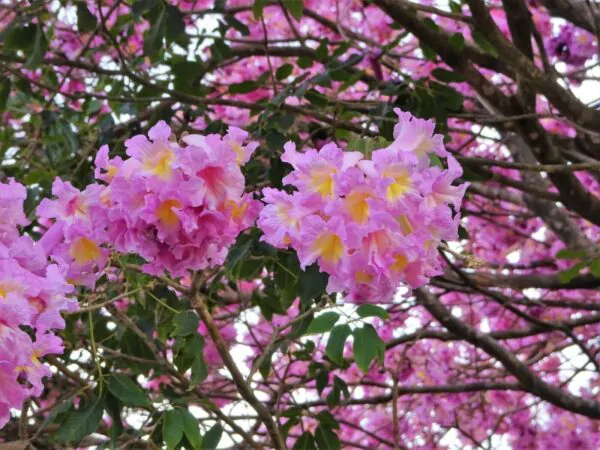 Tabebuia rosea - Pink Trumpet Tree - Image 4