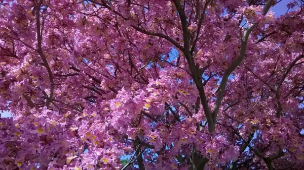 Tabebuia rosea - Pink Trumpet Tree - Image 5