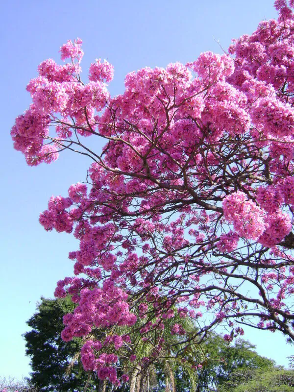 Tabebuia rosea - Pink Trumpet Tree - Image 6