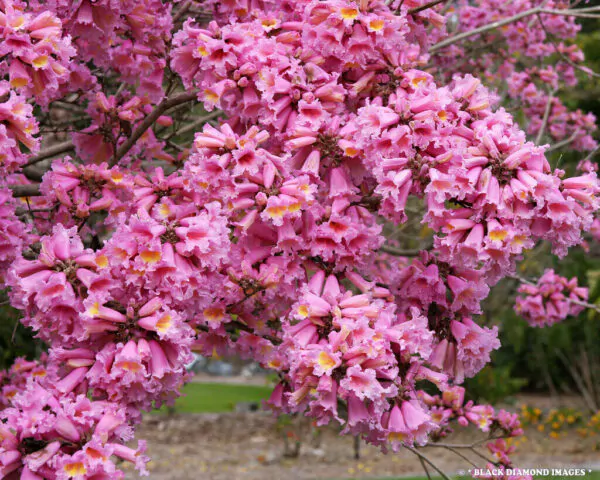 Tabebuia rosea - Pink Trumpet Tree - Image 7