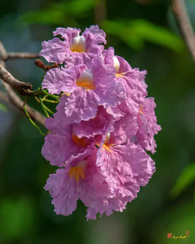 Tabebuia rosea - Pink Trumpet Tree - Image 8