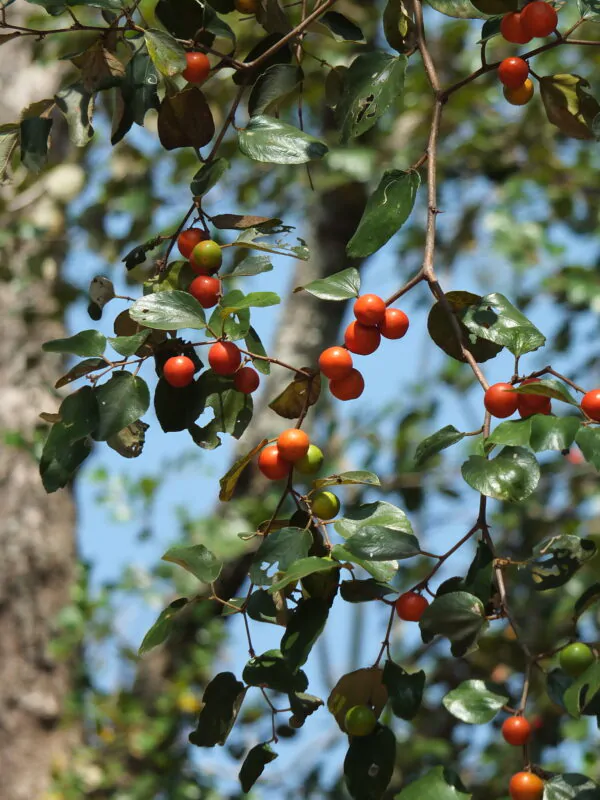 Ziziphus mauritiana - Indian Jujube, Indian Plum, Chinese Apple, Indian Date, Chinese Date, Dunks - Image 4