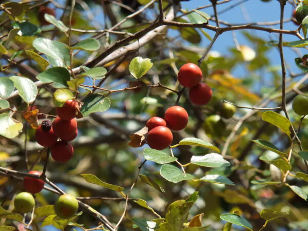 Ziziphus mauritiana - Indian Jujube, Indian Plum, Chinese Apple, Indian Date, Chinese Date, Dunks - Image 5