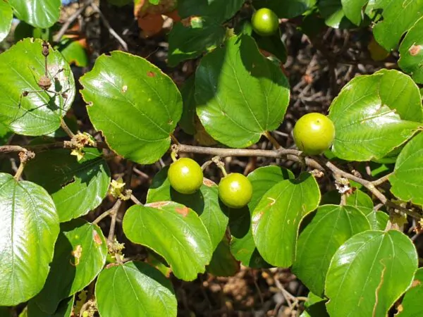 Ziziphus mauritiana - Indian Jujube, Indian Plum, Chinese Apple, Indian Date, Chinese Date, Dunks - Image 6