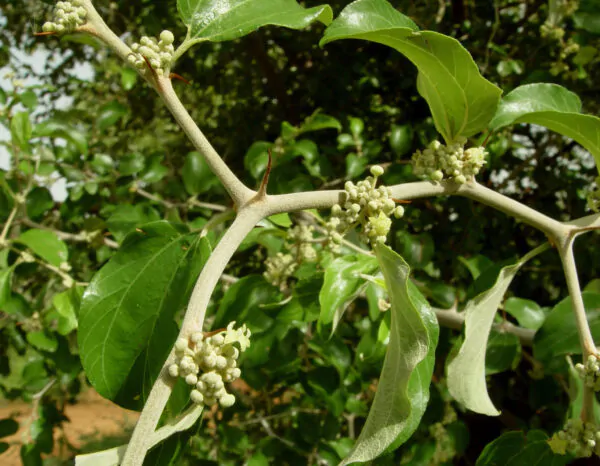 Ziziphus mauritiana - Indian Jujube, Indian Plum, Chinese Apple, Indian Date, Chinese Date, Dunks - Image 7