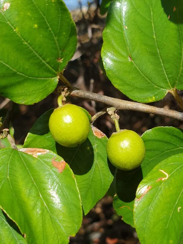 Ziziphus mauritiana - Indian Jujube, Indian Plum, Chinese Apple, Indian Date, Chinese Date, Dunks - Image 9