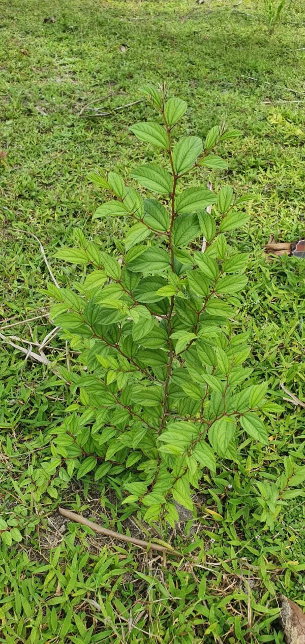 Ziziphus mauritiana - Indian Jujube, Indian Plum, Chinese Apple, Indian Date, Chinese Date, Dunks - Image 10