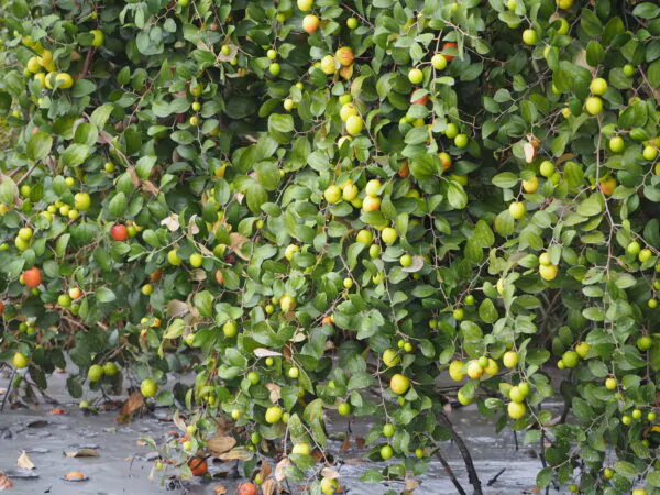 Ziziphus mauritiana - Indian Jujube, Indian Plum, Chinese Apple, Indian Date, Chinese Date, Dunks - Image 11