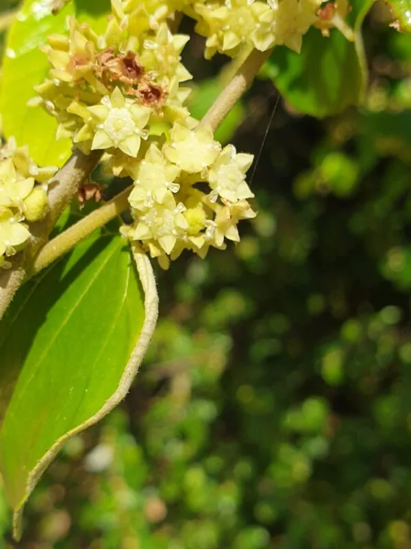 Ziziphus mauritiana - Indian Jujube, Indian Plum, Chinese Apple, Indian Date, Chinese Date, Dunks - Image 12