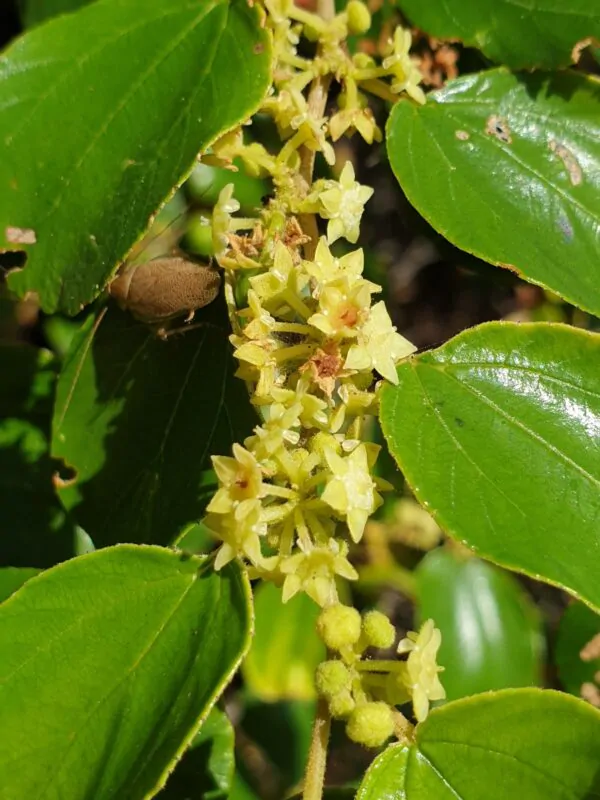 Ziziphus mauritiana - Indian Jujube, Indian Plum, Chinese Apple, Indian Date, Chinese Date, Dunks - Image 13