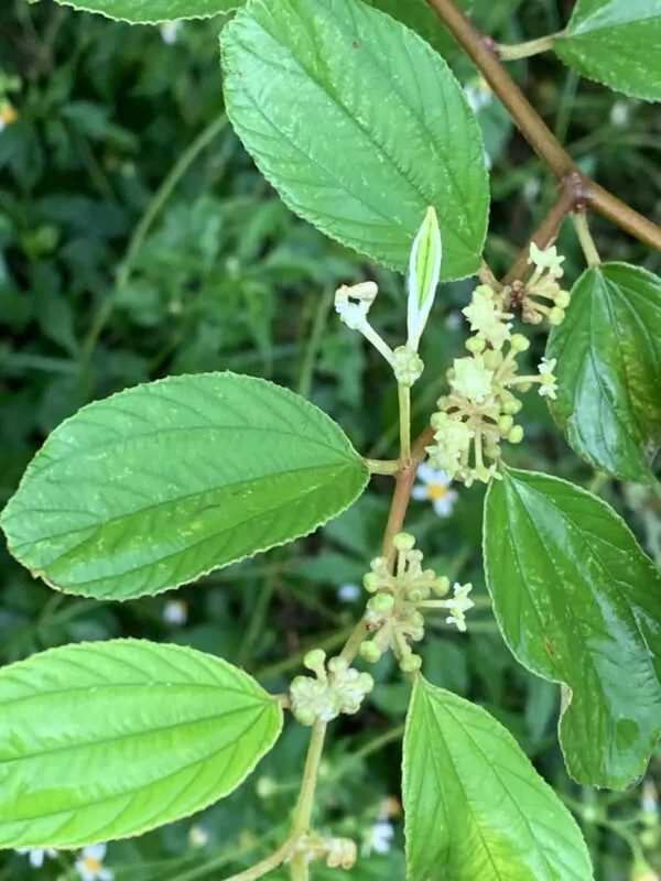 Ziziphus mauritiana - Indian Jujube, Indian Plum, Chinese Apple, Indian Date, Chinese Date, Dunks - Image 14