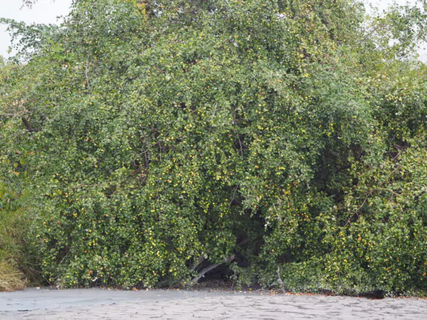 Ziziphus mauritiana - Indian Jujube, Indian Plum, Chinese Apple, Indian Date, Chinese Date, Dunks - Image 15