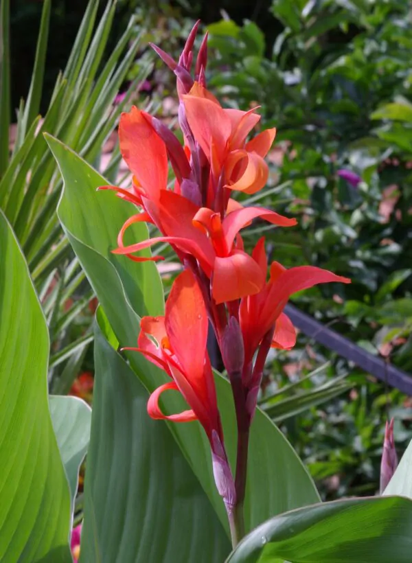 Canna indica - Canna Lily