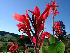 Canna indica - Canna Lily - Image 2