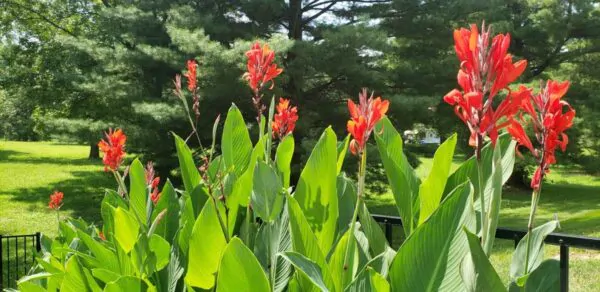 Canna indica - Canna Lily - Image 3