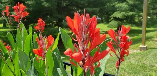 Canna indica - Canna Lily - Image 5