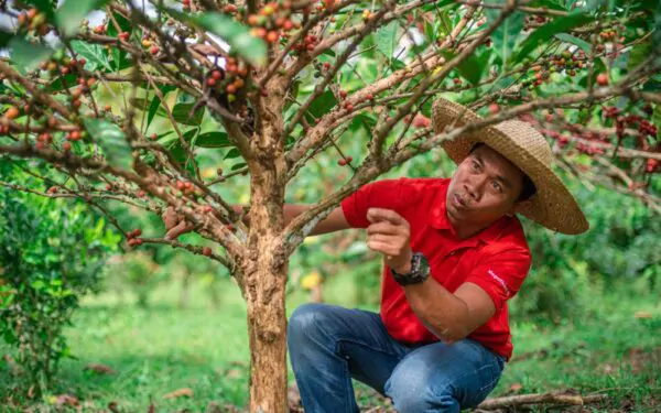 Coffea liberica - Liberian Coffee