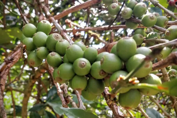 Coffea liberica - Liberian Coffee - Image 2