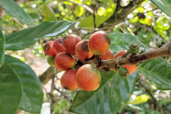 Coffea liberica - Liberian Coffee - Image 3