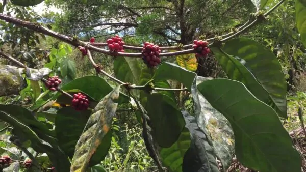 Coffea liberica - Liberian Coffee - Image 4