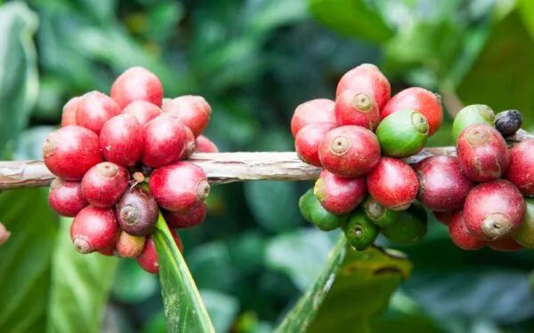 Coffea liberica - Liberian Coffee - Image 5