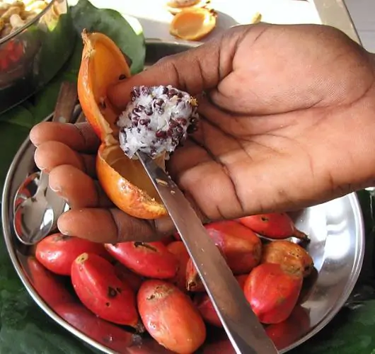 Aframomum alboviolaceum - ginguenga, jinguenga, beans of paradise, fruit from heaven, tondolo - Image 6