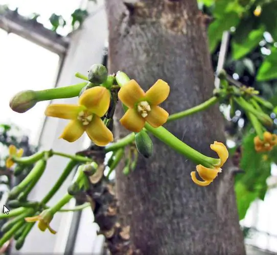 Carica pubescens 'Cundinamarca' / Carica cundinamarcensis - Cundinamarca Papaya, Papaya Mountain - Image 4