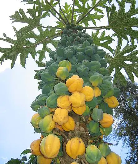 Carica pubescens 'Cundinamarca' / Carica cundinamarcensis - Cundinamarca Papaya, Papaya Mountain