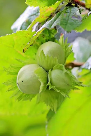 Corylus avellana - Hazelnut - Image 2