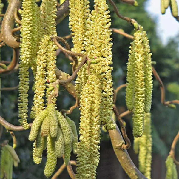 Corylus avellana - Hazelnut - Image 3