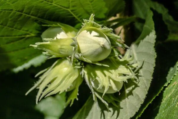 Corylus avellana - Hazelnut - Image 4