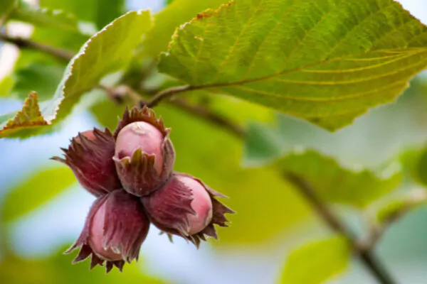 Corylus avellana - Hazelnut - Image 6