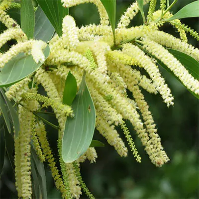 Acacia mangium - Black Wattle, Mangium Wattle - Image 3