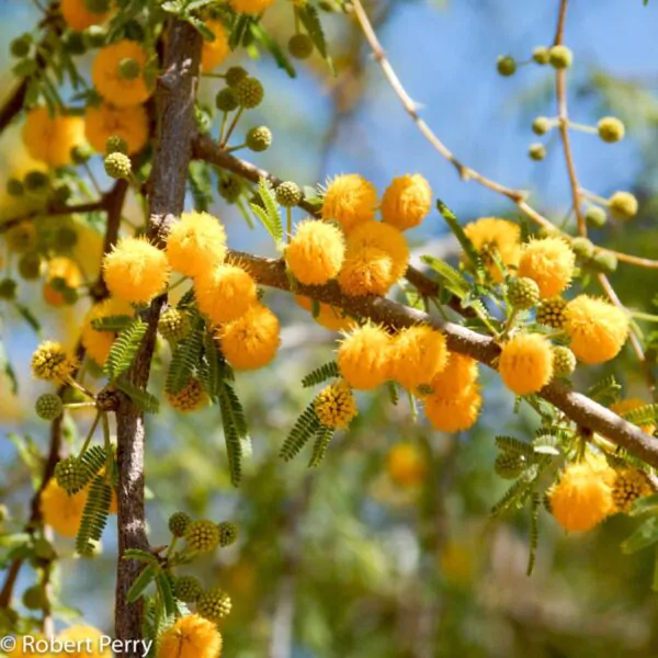 Vachellia farnesiana / Acacia farnesiana / Mimosa farnesiana - Sweet Acacia, Huisache, Needle Bush