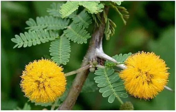 Vachellia farnesiana / Acacia farnesiana / Mimosa farnesiana - Sweet Acacia, Huisache, Needle Bush - Image 2