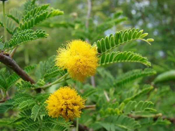 Vachellia farnesiana / Acacia farnesiana / Mimosa farnesiana - Sweet Acacia, Huisache, Needle Bush - Image 3