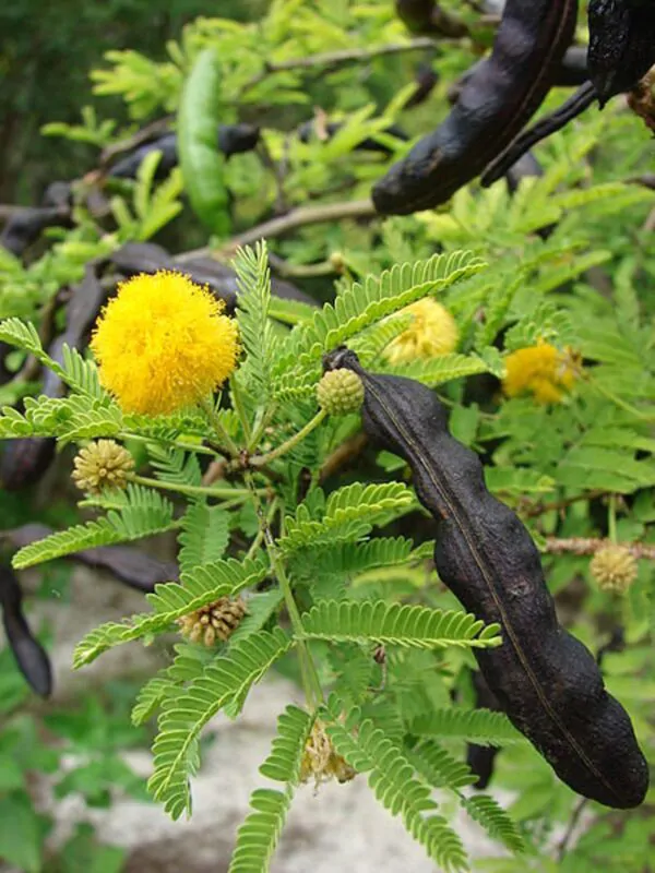 Vachellia farnesiana / Acacia farnesiana / Mimosa farnesiana - Sweet Acacia, Huisache, Needle Bush - Image 4