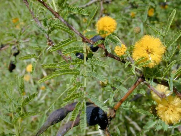 Vachellia farnesiana / Acacia farnesiana / Mimosa farnesiana - Sweet Acacia, Huisache, Needle Bush - Image 5