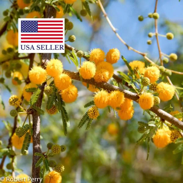 Vachellia farnesiana / Acacia farnesiana / Mimosa farnesiana - Sweet Acacia, Huisache, Needle Bush - Image 7