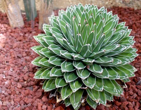 Agave victoriae-reginae subsp. victoriae-reginae - Queen Victoria Agave, Royal Agave - Image 4