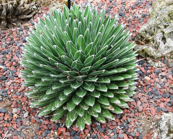 Agave victoriae-reginae subsp. victoriae-reginae - Queen Victoria Agave, Royal Agave - Image 5