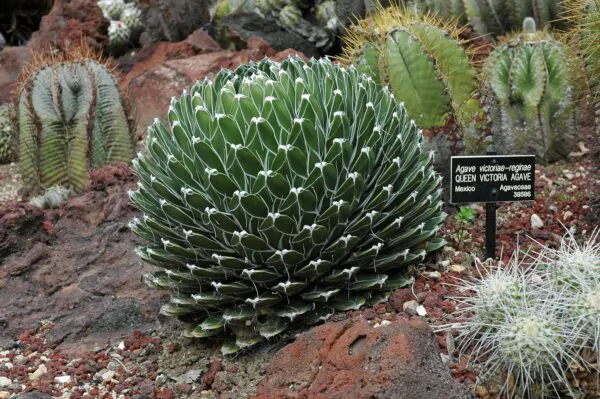 Agave victoriae-reginae subsp. victoriae-reginae - Queen Victoria Agave, Royal Agave - Image 6